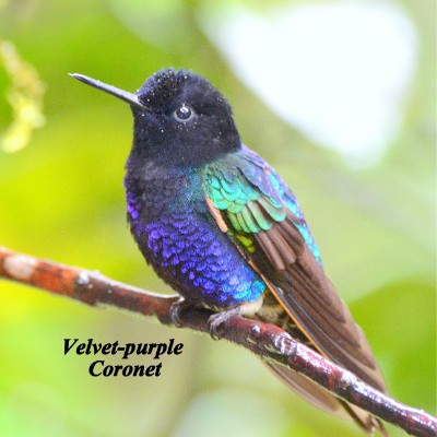 Velvet-purple Coronet